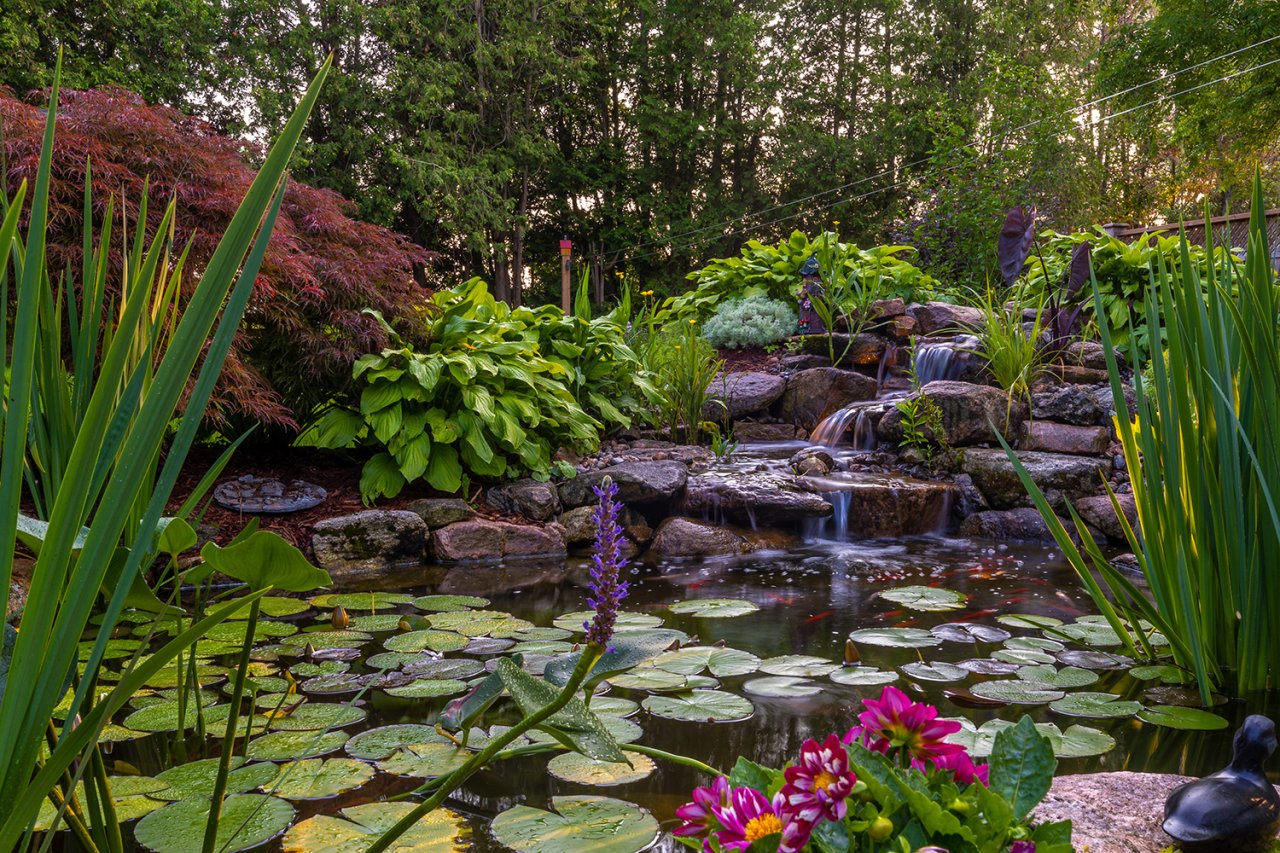 Large pond with flowers and lily pads